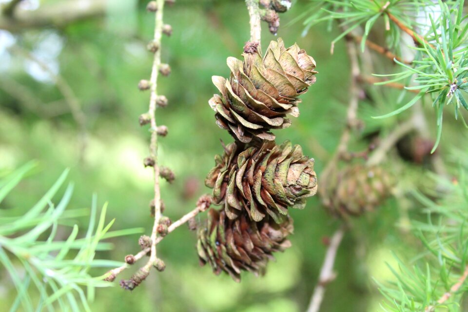 Sprig larch cones tree
