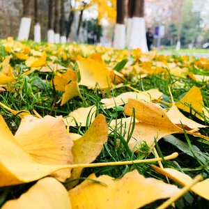 Outdoor plant ginkgo
