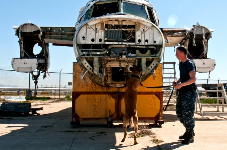 A military working dog conducts training. (8514137750)
