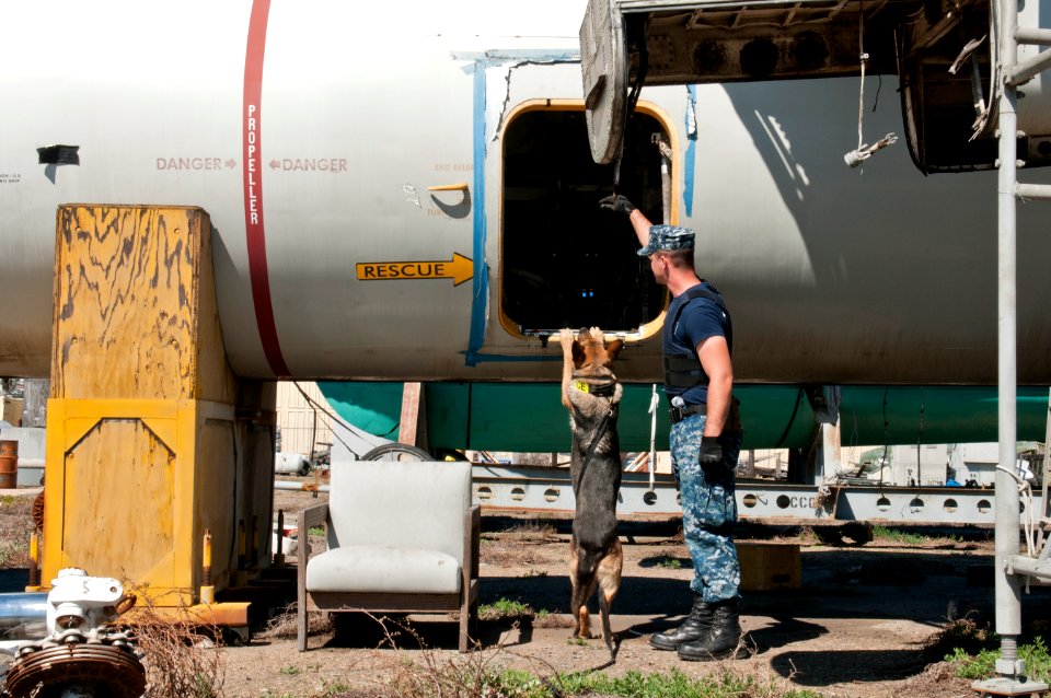 A military working dog searches for explosives during a drill. (8516137650)