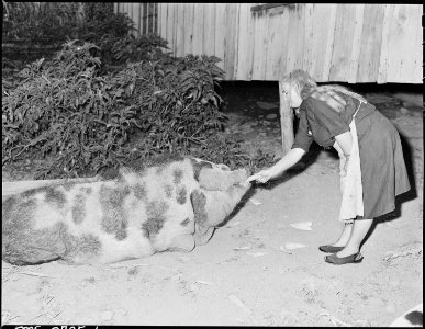 A miner's wife, a friend of the Sergent family, feeds a fat hog which will supply the family with lard and meat this... - NARA - 541355