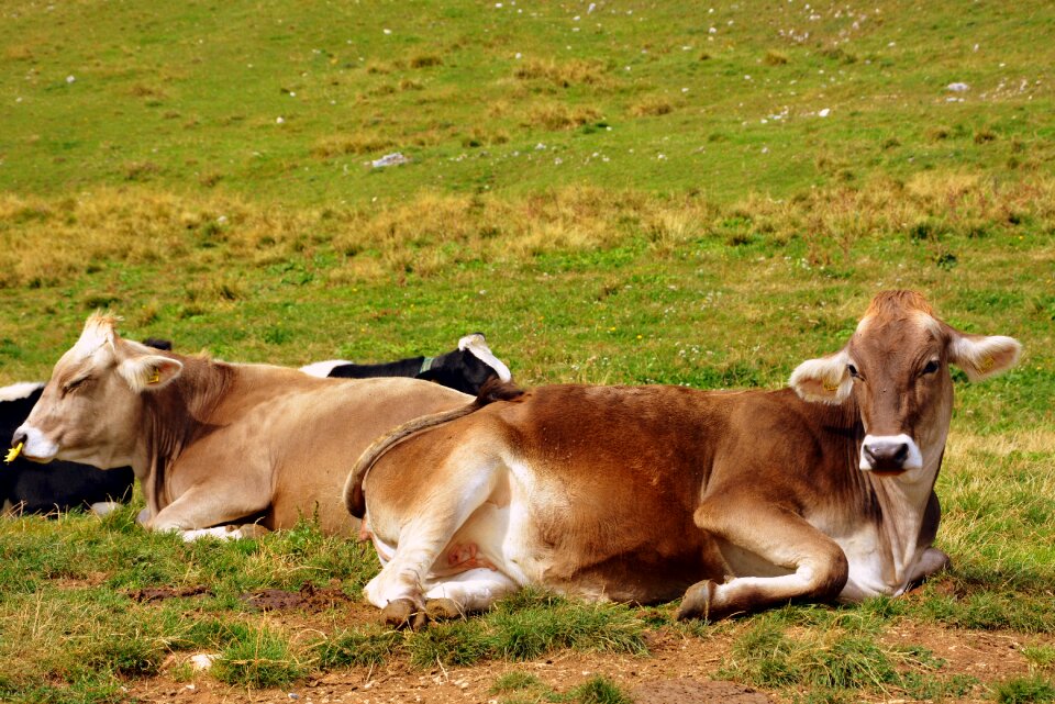 Pasture animals cows photo