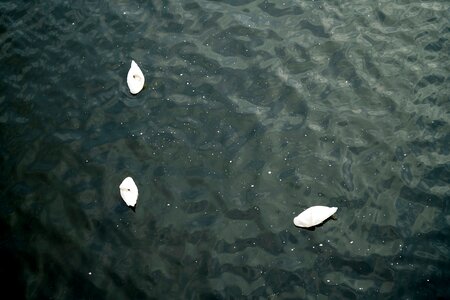 Lake flood water