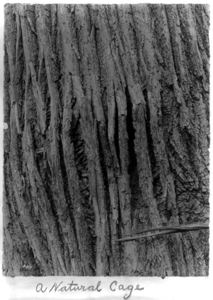 A Natural Cage LCCN2004680348