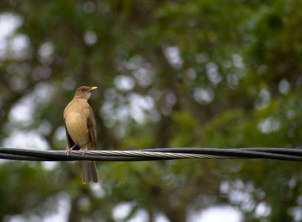 Outdoors tree animal