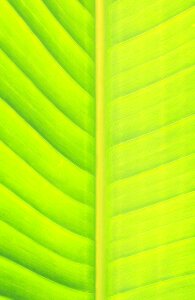 Green leaf banana leaf spring