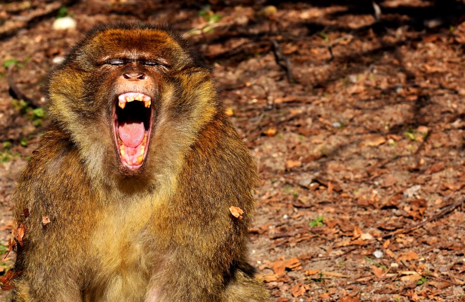 Monkey mountain salem animal wild animal