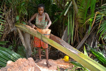 A Papuan woman extracts starch sago from the spongy center of the palm stems. (17821831174) photo