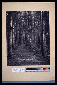 A path through the woods) - W. Radford LCCN2004676283 photo
