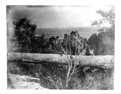 A petrified log forming a tree bridge in the Petrified Forest of Arizona, ca.1900 (CHS-3363)