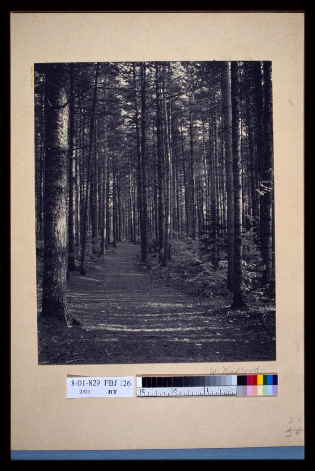 A path through the woods) - W. Radford LCCN2004676283