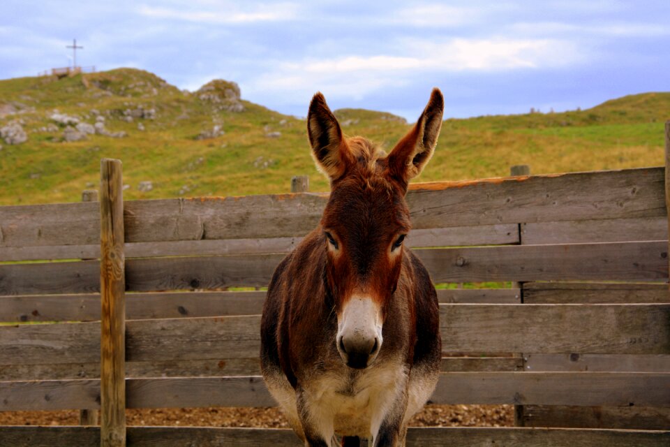 Mountain animal nature