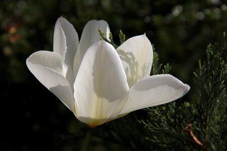 Sunshine open tulip freshness