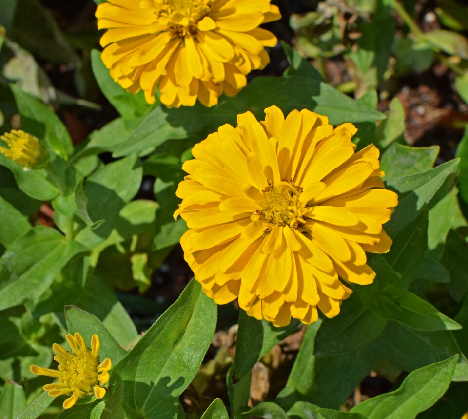 Bloom plant garden photo