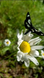 A police-car moth on an Oxeye Daisy. (39730799834)
