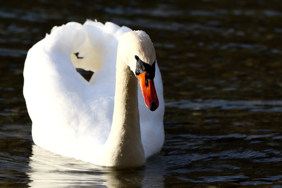 Animal world duck nature