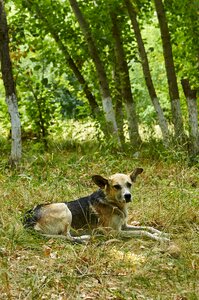 Dog abandoned shepherd