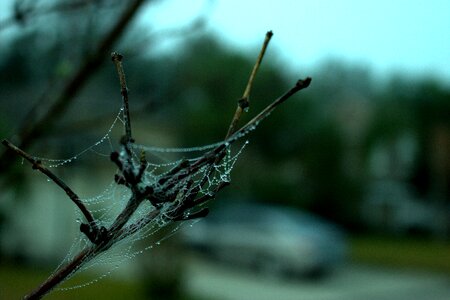 Insect spider leaf photo