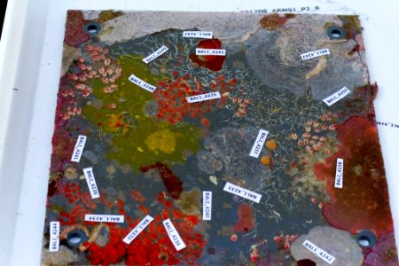 A plate from an Autonomous Reef Monitoring Structure, covered with life after only one year (9347311627)