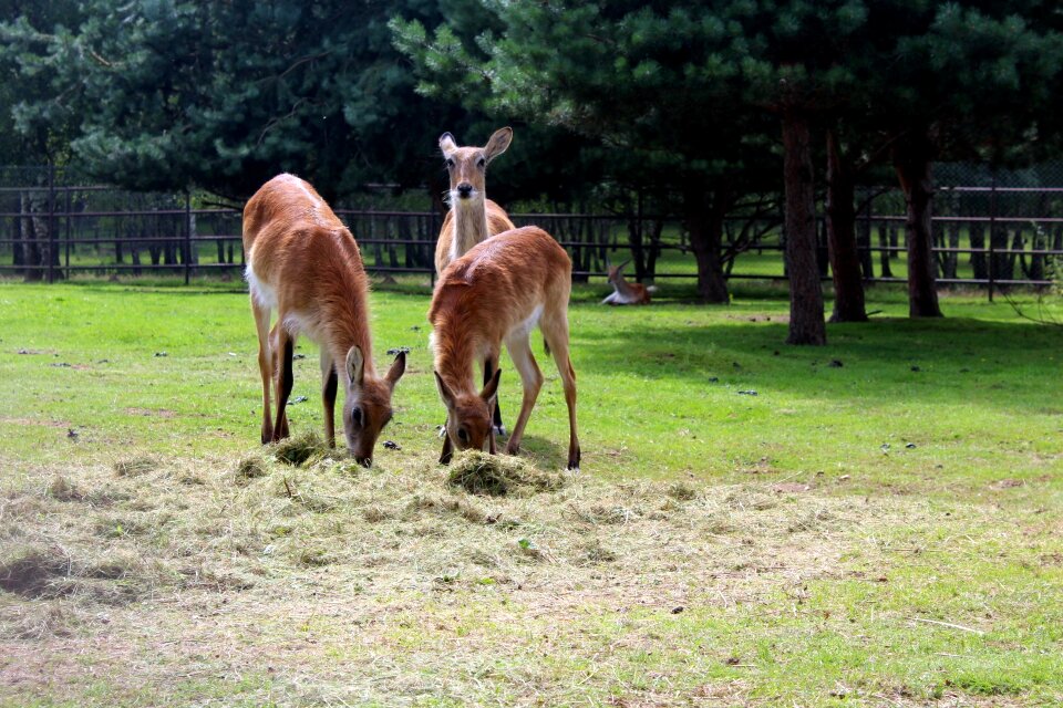 Nature mammal wild animal