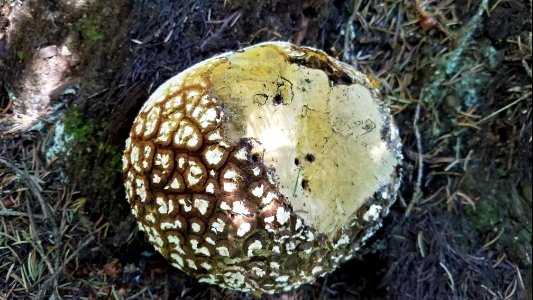 A puffball on the Idaho Panhandle National Forest (39730796314)