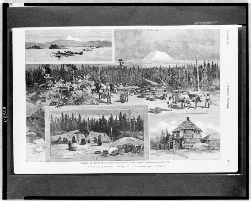 A Puyallup hop ranch near Tacoma, Washington Territory - drawn by Charles Graham. LCCN97511501