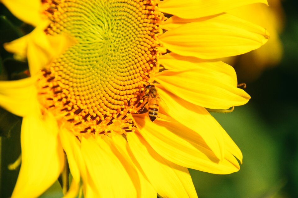 Nature plant garden