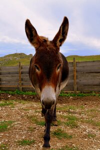 Mountain animal nature