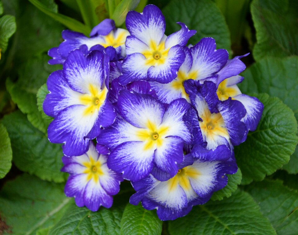 Nature garden plant