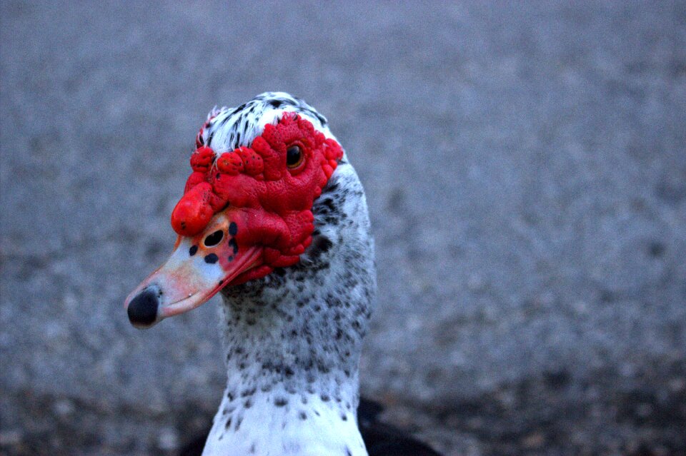 Beak portrait muscovy