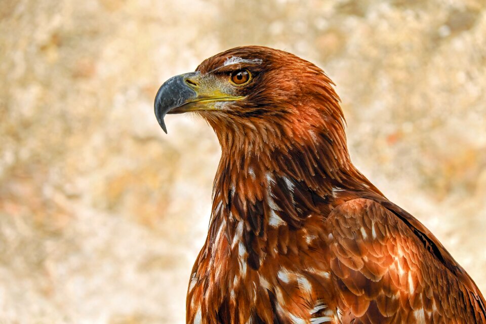 Bird bird of prey animal
