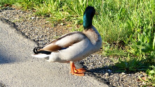 Mare body of water duck