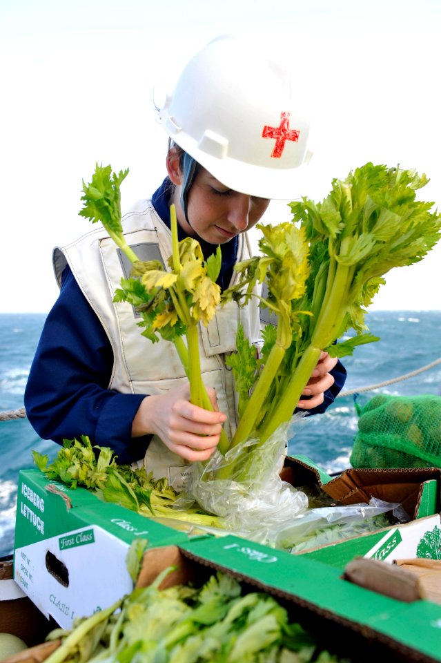 A Sailor inspects recently received celery. (8455082245)