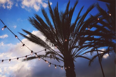 String lights palm trees sky