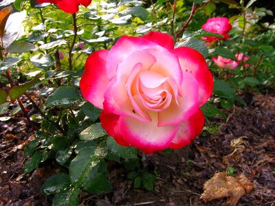 Rose nature plant photo