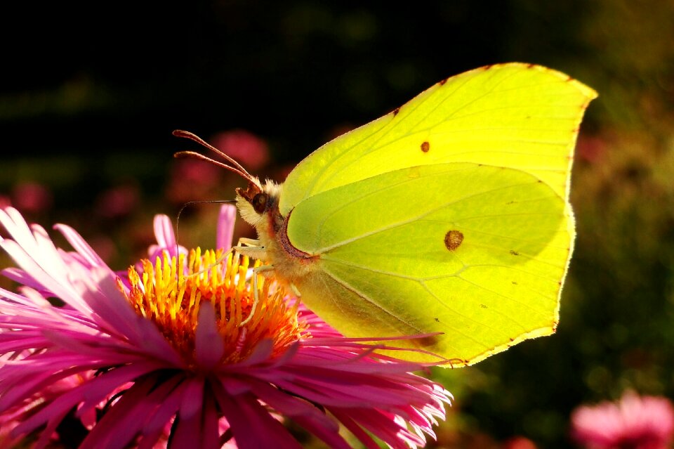 At the court of no one butterfly day