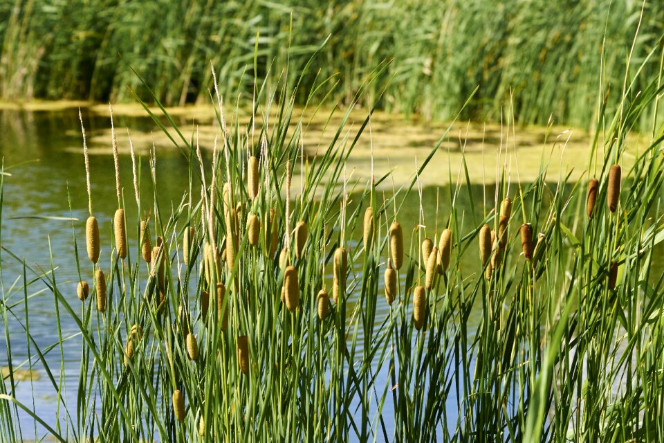 Plant summer river