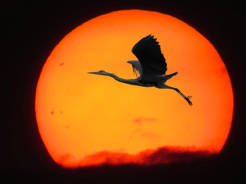 Bird heron flying