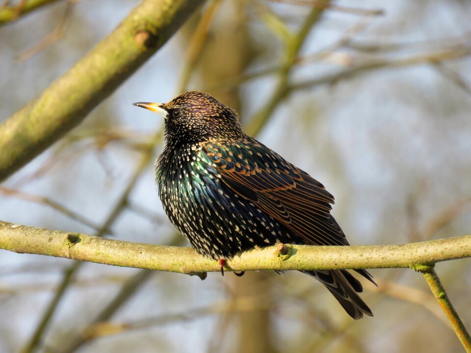 Bird nature animal world
