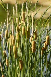 Plant summer river