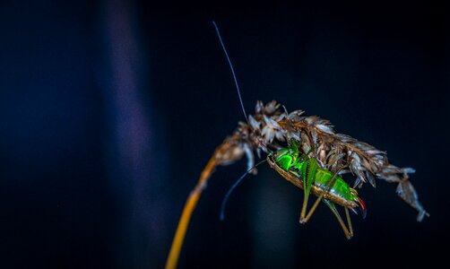 Mustache grasshopper fog