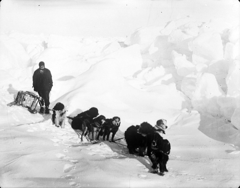 A seven-dog sledge team on the ice with unidentified crew member RMG P00014