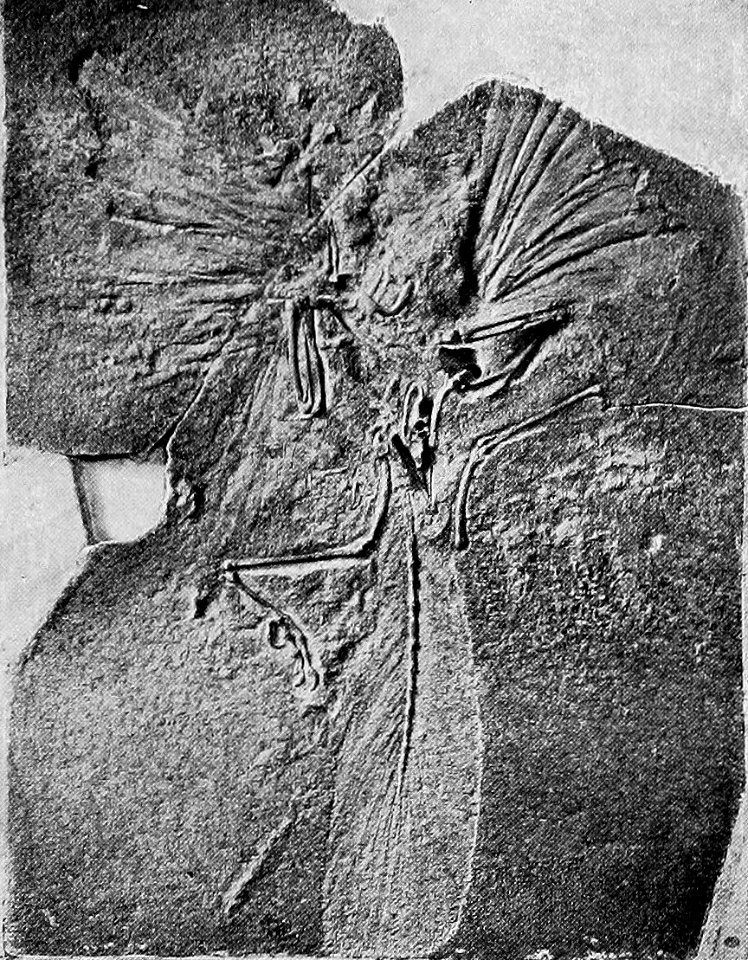 A Short History of the World, p0050