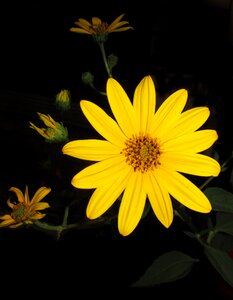 Daisy garden nature