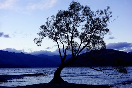 Nature new zealand wanaka photo