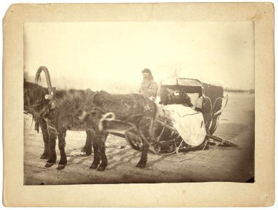 A Siberian posting sledge on a cold morning LCCN99615511