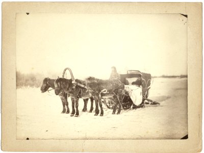 A Siberian posting sledge drawn by three horses LCCN99615512