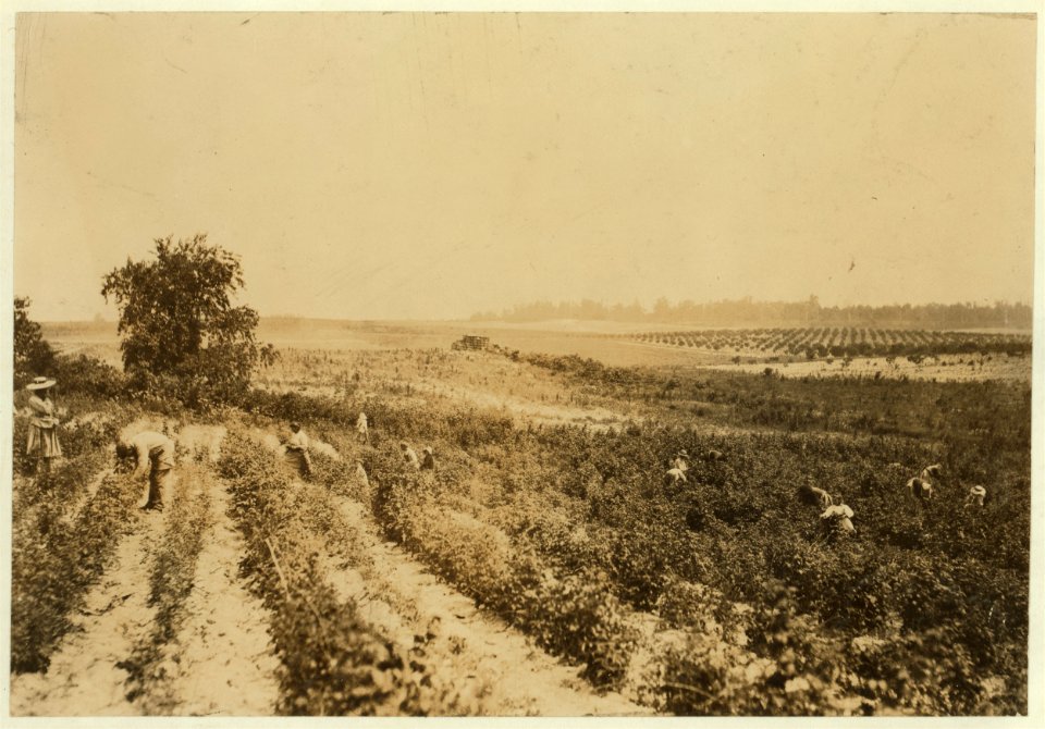 A strawberry field on Rock Creek, near Baltimore. Whites and negroes, old and young, work here from 4-30 A.M. until sunset some days. A long hot day. LOC nclc.00013