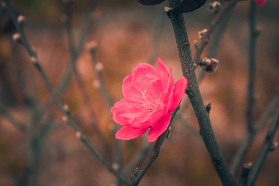 Flora outdoors tree