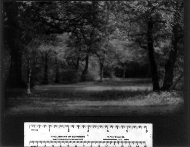A sunlit glade in the New Forest LCCN2004674436